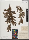 Foto von Salix aurita L.
